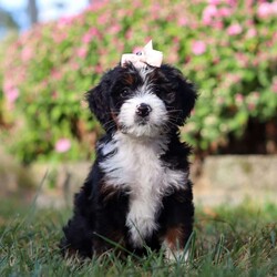 Grace/Mini Bernedoodle									Puppy/Female	/7 Weeks,Meet Grace, the epitome of cuteness in Mini Bernedoodle form! Raised with lots of love and care, this Bernedoodle puppy is well-socialized, confident, and ready to fill your home with laughter and love. Her friendly disposition makes her great with kids, other pets, and guests. She’s also incredibly smart and eager to learn, making training a fun and rewarding experience.