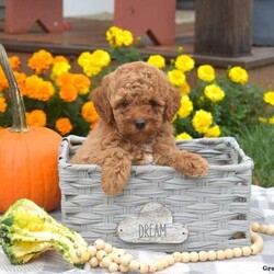 Honey/Miniature Poodle									Puppy/Female	/7 Weeks,Meet Honey, an adorable Miniature Poodle puppy! This family raised gal is socialized with children and ready for her forever home. She is vet checked and up to date on vaccinations & dewormer plus the breeder provides a 1-year genetic health guarantee for her. And, Honey can be registered with the AKC.To learn more about this sweet pooch, call the breeder today!