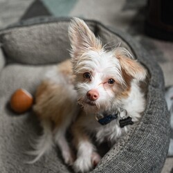 Adopt a dog:Logan/Chinese Crested Dog/Male/Young,Logan is a sweet and playful 4 month old Yorkie/Chinese crested mix.He is good with other dogs, cats, kids. He is crate trained and working on housebreaking and basic commands. All adopters of puppies under the age of 1 year will be required to complete basic puppy training classes. To meet Logan, please fill out an adoption application at nomuttsleftbehind.org and let your vet and references know that we will be contacting them.