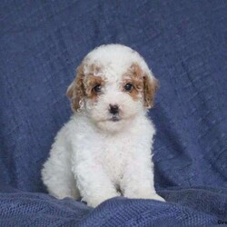 Jasmine/Toy Poodle									Puppy/Female	/August 5th, 2024,Meet Jasmine! This adorable Toy Poodle puppy is vet checked & up to date on shots & wormer. She is registered with the AKC, plus comes with a health guarantee provided by the breeder! Jasmine is socialized & currently being family raised with children! If you would like more information on this cutie, please contact Steven Fisher today!