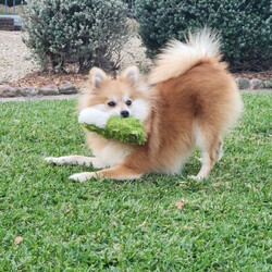 Beatrice/Pomeranian/Female/8 Months,Hello there, I'm Beatrice, an adorable Pomeranian puppy full of energy and love. I'm just over 8 months old and I’m bursting with curiosity about the world! I'm really excited to find my forever home and am looking for someone who works average hours, has a secure outdoor space for me to explore, and has another dog friend I can bond with. I'm really sociable with my fellow canines and I need daily opportunities to learn about life and grow into a wonderfully behaved adult dog. I'm still young, so I'm eager to learn new things if you are willing to offer me ongoing encouragement and reassurance, just in case it all gets too overwhelming! I have no known issues with other animals, but since I'm still a puppy and I can be shy with touch and handling, I'd prefer a home where the human members are older, and dog experienced. I'm not a huge fan of touch, I prefer to approach my people on my own terms when I am ready, it might take me some time to form a bond, so my new owner must be patient and know I'm not an affectionate lap dog. I'm full of energy and love to play, so I'm looking for a home that can keep up with my high-energy lifestyle. Surely, you can't resist my fluffy cuteness and playful antics! I would love to meet you and start our adventure together. Please come meet me, and let's make memories together! XX Beatrice