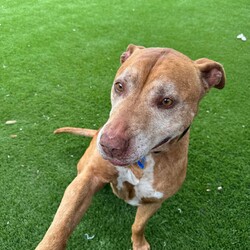 Adopt a dog:Zane/American Staffordshire Terrier/Male/10 Years 6 Months,Hi there! I’m Zane, a charming 10 year old American Staffy with a heart full of love and a gentle spirit. I’m a friendly fella who gets along well with other dogs. I enjoy meeting new doggy friends and would prefer a calm social doggy friend that understands when I've had enough play time. I've been through my days of endless zooms and playing with young doggy friends but now I gracefully step back to recharge, so it’s best if my future canine pals are calm and easygoing too. When it comes to children, I feel I’d ne great with children and l would love when they come to play and keep me company. I want everyone to feel comfortable around me, especially since I’m a senior dog who has a wealth of wisdom to share. So please bring any children to come and meet me! As a wise old soul, I appreciate the simple things in life – warm sunbeams, gentle pats, and cozy naps on the couch. I’m looking for a loving family to share my golden years with, where I can feel safe and cherished. Caring for an older boy like me means regular vet check-ups, a healthy diet to keep my joints happy, and, most importantly, lots of love and attention. If you’re looking for a loyal companion who’s ready to give and receive love, I’m your guy! Let’s create beautiful memories together. Lots of love, Zane xoxo -Must meet all dogs -Must meet all children -Someone home more often than not (at least for settling in period) -Free consult at time of adoptio