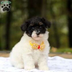 Jack/Maltipoo									Puppy/Male	/8 Weeks,Say hello to Jack, one of the cutest F1 Maltipoo babies you will ever meet! He is a true sweetheart with a heart of gold. He loves snuggling and being held! He also enjoys stuffed animals and playing with his many toys. He has been loved and doted on since birth and we’ve kept him current on vaccines and deworming. He’s also had his first vet visit and is microchipped. He comes with our one year genetic health guarantee. 