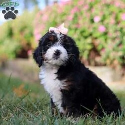 Grace/Mini Bernedoodle									Puppy/Female	/7 Weeks,Meet Grace, the epitome of cuteness in Mini Bernedoodle form! Raised with lots of love and care, this Bernedoodle puppy is well-socialized, confident, and ready to fill your home with laughter and love. Her friendly disposition makes her great with kids, other pets, and guests. She’s also incredibly smart and eager to learn, making training a fun and rewarding experience.