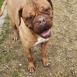 Adopt a dog:Bonnie/Dogue de Bordeaux/Female/8 Years 3 Months,Hey there! I'm Bonnie, an 8-year-old Dogue de Bordeaux with a whole lot of sass and a heart of gold. So, let’s get this out of the way—I’m a big girl. Like, really big. I’m basically a small horse with a lot more drool. I need to be the only dog in the house. Other dogs? Meh, not my thing. I get a bit uncomfortable when they get too close. I need a human who’s a pro at handling large breeds and can manage me when out on walks. Kids? Sure, I can handle them. I’ve tolerated all sorts of handling, but we definitely need to meet first. Gotta make sure the kids know how to treat a regal lady like myself with the respect I deserve. Plus, I need to make sure they’re cool with my epic cuddling sessions and occasional slobber showers. Indoor and outdoor access is a must for me. I’m not an apartment kind of gal. Can you imagine me trying to squeeze into a tiny elevator? Hilarious, but not practical. I need a yard to roam and a comfy spot indoors to chill. So, if you’re an experienced dog owner who loves big, slobbery kisses and has a penchant for managing majestic beasts like myself, let’s meet up. I promise to bring lots of love, laughs, and, of course, drool to your life! I am currently hanging out in a lovely foster home while I wait for my new family.  Paws and snuggles, Bonnie Requirements: