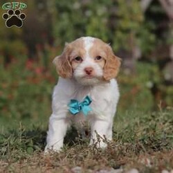 Reed/Cockapoo									Puppy/Male	/7 Weeks,Meet our handsome cockapoo puppy named Reed! He is a delightful boy that is filled with charm and intelligence, he has already stolen our hearts with his playful personality and affectionate nature. He has a beautiful, soft coat that’s perfect for cuddling, and his expressive eyes are full of curiosity and mischief. Whether he’s bouncing around in the backyard, playing with his favorite toys or snuggling up for a nap, this little one is just a ray of sunshine:) He would be the perfect addition to any loving home!