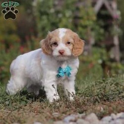 Reed/Cockapoo									Puppy/Male	/7 Weeks,Meet our handsome cockapoo puppy named Reed! He is a delightful boy that is filled with charm and intelligence, he has already stolen our hearts with his playful personality and affectionate nature. He has a beautiful, soft coat that’s perfect for cuddling, and his expressive eyes are full of curiosity and mischief. Whether he’s bouncing around in the backyard, playing with his favorite toys or snuggling up for a nap, this little one is just a ray of sunshine:) He would be the perfect addition to any loving home!