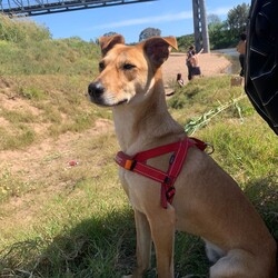 Matey/Australian Kelpie/Male/1 Year 5 Months,Hey there I am on the lookout for my very own forever home, I am a young pup who is in the need of a guardian that is willing and able to work on my ongoing training and socialisation. I have had a rough start to life, so will need a family that will take it slow and at my pace, a quiet and peaceful home is ideal for me so that I can develop a routine and settle into my new environment. Setting me up with my very own safe haven is an amazing idea so that I can retreat when I need to, providing me with enrichment items while in here will help me develop a positive association with this area. Looking into a positive reinforcement trainer in your area is a great idea as I may need some training classes in the near future to help me develop my life skills. I am a sweet pup who is just looking for a family that will give me some love and understanding and show me that life isn't too bad, I am super smart and willing to learn and will give you everything I have if you just give me some time and patience. I will need an owner home more often than not to help me settle into my new home and learn your routine. Requirements: **If you are interested is giving this wonderful pet a home please visit our website and complete an expression of interest 