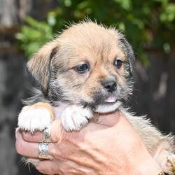 Adopt a dog:Enrique/Terrier/Male/Baby,Meet Enrique, a gorgeous terrier mix puppy who is almost 8 weeks old and ready for his forever home! 

Enrique is a healthy, happy puppy who is well socialized with both his mama and the other adult dogs in his foster home. He loves playing with his plush squeaky toys and tussling with his littermates. 

Enrique is gorgeously fluffy and snuggly and will make a great forever family member.

Enrique is being fostered in Round Rock, TX. He is adoptable in Texas and Northeastern States.