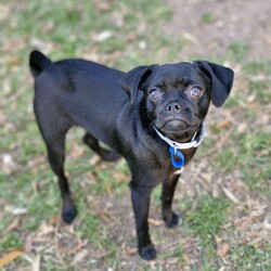 Adopt a dog:Dobby/Pug/Male/7 Months,Hi there! I’m Dobby, your future best friend!