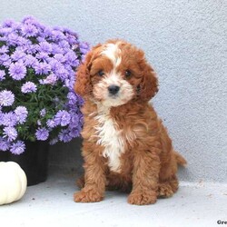 Max/Cavapoo									Puppy/Male	/July 27th, 2024,Meet Max! This cuddly Cavapoo puppy is vet checked & up to date on shots & wormer, plus comes with an extended health guarantee provided by the breeder! Max is well socialized & currently being family raised with children! If you would like more information on this adorable pup, please contact Elmer Stoltzfus today!