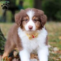 Landon/Australian Shepherd									Puppy/Male	/9 Weeks,Meet this darling little Australian Shepherd named Landon! This Australian Shepherd puppy is simply irresistible! With his fluffy coat and soft, round face and also his bright, curious eyes reflect the intelligence and playful spirit this breed is known for. Australian Shepherds are loyal, energetic, and always eager to explore, making them perfect companions for active families. Whether he's romping through the autumn leaves or cuddling by your side, this little pup is sure to fill your home with love, joy, and boundless energy!