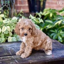 Lily/Cockapoo									Puppy/Female	/8 Weeks,Meet Lily and Lila, two adorable Cockapoo puppies who are eagerly looking for their loving forever homes! These sweet girls have been raised in a family environment, ensuring they are well-socialized, playful, and affectionate. They’ve received the best care and attention, having been vet checked and kept up to date on their shots and dewormer, so they’re in perfect health and ready to be your new companions. Their mom is a gentle Cocker Spaniel, and their dad is a handsome red Mini Poodle, giving these pups the ideal mix of intelligence, sweetness, and low-shedding coats. Lily and Lila are excited to bring joy and love into their new families!