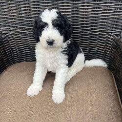 MOLLY/Bernedoodle									Puppy/Female	/6 Weeks,Molly she is beautiful and very playful puppy she is raised in home with her mother and father and very friendly with other dogs she also likes to play with kids.She is Born on 08/28/24 she is up to Date  vaccinated and Deworming and she is trained on PeePads She is F1B Bernedoodle