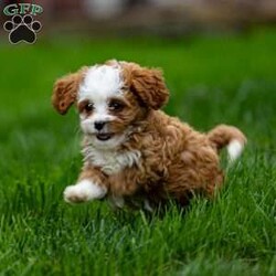 Missy/Cavapoo									Puppy/Female	/7 Weeks,Hello future family! My name is Missy, and I’m a charming red and white Cavapoo girl. I’m full of love and can’t wait to find my forever home!