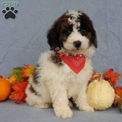 Max/Mini Goldendoodle									Puppy/Male	/7 Weeks,Prepare to fall in love !!! My name is Max and I’m the sweetest little F1b mini goldendoodle looking for my furever home! One look into my warm, loving eyes and at my silky soft coat and I’ll be sure to have captured your heart already! I’m very happy, playful and very kid friendly and I would love to fill your home with all my puppy love!! I am full of personality, and I give amazing puppy kisses! I stand out way above the rest with my beautiful fluffy merle and white coat! I will come to you vet checked, microchipped and up to date on all vaccinations and dewormings . I come with a 1-year guarantee with the option of extending it to a 3-year guarantee and our puppies also come with 30 days of pet insurance! My mother is Myla, our 27#mini goldendoodle with a heart of gold and my father is Nimbo, our beautiful 13# chocolate merle mini poodle and he has been genetically tested clear! Both of my parents are very sweet and kid friendly which will make me the same and they are available to meet!! I will grow to approx 18-20# and I will be hypoallergenic and nonshedding! Why wait when you know I’m the one for you? Call or text Martha to make me the newest addition to your family and get ready to spend a lifetime of tail wagging fun with me! (7% sales tax on in home pickups)