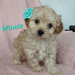 Winnie/Toy Poodle Mix									Puppy/Male	/7 Weeks,Meet sweet lil cuddly Winnie!! Family raised with tender loving care and is well socialized with children and adults Caring heart and sweetness made for a special friend who will always be there comforting you with lots of love! We gave mom to our children for Christmas a few years ago now they wanted little fur-babies!!! We have 3 children so our fur-babies get lots of attention!! Call Susan to schedule a visit! I work on Tuesdays so if you call during that time I’ll get back to you as soon as possible!! You would get along vet certificate, microchip numbers, health records, warranty thats good for up to 1 year and a lil baggy food!! 