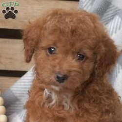 Kibbles-F1BB/Cavapoo									Puppy/Male	/August 12th, 2024,Meet your new BFF, Kibbles! This super spunky F1BB Cavapoo puppy is vet checked & up to date on shots & wormer, plus comes with a health guarantee provided by the breeder! Kibbles is socialized & currently being family raised with children! If you would like more information on this cutie, please contact The Kauffman Family today!