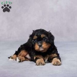 Ben/Cavapoo									Puppy/Male	/6 Weeks,Meet Ben, an adorable F1 Cavapoo puppy who’s ready to fill your life with joy! Ben has been raised in a loving environment, making him well-socialized and ready to be your perfect companion. He’s been vet-checked and is up-to-date on all his vaccines and dewormer. Plus, he’s microchipped and comes with a health guarantee, so you can be confident about his well-being. Ben’s parents are AKC registered and genetically health tested, ensuring he comes from a healthy lineage. Whether you’re looking for a cuddly friend or a playful partner, Ben is the pup you’ve been searching for. Delivery options are available to make it easy to bring him home. Don’t miss out on the chance to welcome this sweet little guy into your life!