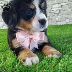 GIGI/Bernese Mountain Dog									Puppy/Female	/6 Weeks,LOOK AT ME.A happy healthy fluffy friendly playfully  little puppy. Born in the rolling hills of  holmes  country where we  play outside everyday. Come meet me or I can be transported to your front door for a small additional fee.text or call for more info. 