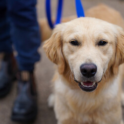 Adopt a dog:Arlo/Golden Retriever/Male/2 Years 3 Months,Howdy, I'm Arlo I'm a sweet little chickadee looking for my forever home, could that be with you? I enjoy the company of other dogs, in foster at the moment I have a doggy friend and I prefer to hang out with him. If you have a resident doggo bring them in to meet me to make sure we are a good match. I can go home with kids too, my foster mum says I am calm and gentle with the children in my foster home. I have access to the house and the yard in my foster home and I enjoy spending time in both with my doggo friend but I am more of a homebody and not a fan of being outside alone. I still need a bit of help with toilet training too but I'm getting better everyday. I'm on special medication too, it's very important seizure prevention medication and my new family will need to make sure I get it when I'm supposed to. You can speak to one of our vets for more info. I am currently hanging out in a lovely foster home while I wait for my new family.  -Vet consult prior to adoption -Must meet all children -Must meet all dogs -Indoor/outdoor acce