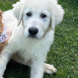 Drax/Maremma Sheepdog/Male/4 Months,Hi, I'm Drax and I am a special little boy who is now on the search for my new forever home! Is that going to be with you? As I am a Maremma I will need a family that understands my breed ad what I was made to do. As a guardian breed I will need a lot of socialisation and ongoing training to make sure that I become a nice well rounded little man. You will need to understand the management I will need in a home due to my breed behaviours. As a young pup I will need solid and secure fencing as well as indoor and outdoor access. I will not be suited to apartment living and will need a large yard to roam in.  It would also be best for me if there was someone home all the time while I am settling in. This will help me feel calm and relaxed throughout my day. I have shown some social behaviours with other dogs but can still show some fear with big boisterous dogs so we will have to make sure if you have a canine, we are the right match. I will to meet all family members on the day of adoption as well to make sure any little and I get along well.  Requirements: If you think that your home is perfect for little Drax, please place an application in at   Love and cuddles from Drax! Xoxo