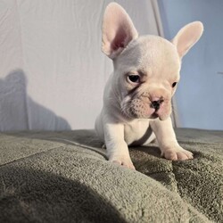 Neil/French Bulldog									Puppy/Male	/8 Weeks,Neil is a handsome white AKC registered French Bulldog puppy. He is raised by our family on our organic farmstead in Madison County New York, near Morrisville. He is super socialized, used to playing with children, and ready for a lovely new home. He is vet checked, and up to date on his vaccines and dewormer. Neil comes with a 1-year guarantee for genetic health defects. If you want to know more, please call Mervin and Verna today, and plan to meet Neil and his dad Prince and mom Tracy. We can also schedule delivery to your door!