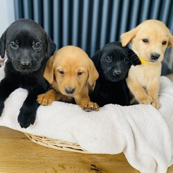 Gorgeous KC Reg Labrador Puppies Health Tested/Labrador/Mixed Litter/9 weeks,Our very special KC registered yellow Labrador, Lola, has had her first litter of 9 stunning Labrador puppies – 3 yellow boys, 2 yellow girls, 2 black boys and 2 black girls.
 
The puppies will be KC registered and come from excellent pedigree with FTCH on both sides.
 
Dam, Lola, is daughter to our gorgeous black Labrador Ebony. Lola was brought up with us from birth and comes from excellent pedigree with FTCH on both sides. Lola’s parents are both extensively health tested and have excellent hip scores (dad – hips 0/0 and elbows 0/0 and mum – hips 3/3, elbows 0/0). Lola therefore has very low predicted hip and elbow scores herself on the KC website. Lola is a softie, extremely loving, friendly and enjoys lots of attention. She is also very loyal and doesn’t leave our side.
 
Sire, Scout, is our very own KC Registered Black Labrador. He is a very friendly boy with such a lovely temperament, and you will fall in love with him as soon as you meet him. He is kind, caring and loves attention! He is a very handsome and strong Labrador. Scout has FTCH in his pedigree, is retriever trained and has been used as a working dog prior to coming to live with us. He also has excellent hip and elbow scores of 2/4 and 0/0!!
Scout has been Health Tested and is completely clear of the following:
EIC clear
Prcd-PRA clear
SD2 clear
CNM clear
HNPK clear
BVA Hip Score – 2/4
BVA Elbow Score – 0/0
Inbreeding coefficient – 0.8% (with 6.6% being average).
 
The puppies available are:
3 yellow boys - £1000
2 yellow girls - £1000
2 black boys - £800
2 black girls - £800
 
I am always available for advice after the puppies leave us and would love pup updates.
 
The puppies will go to their forever homes with a puppy pack that includes:
KC registration certificate,
Puppy microchipping,
1st vaccination,
Worming,
Puppy contract to protect both parties,
4 week free insurance with Pet Plan.
 
The puppies will be ready to leave on 12th October.

A non-refundable deposit of £250 to be paid to secure the puppy of your choice and the remainder on collection. We are happy for you to come and view the pups or we can send pictures/videos or do a videocall.

Please do not hesitate to call or message me, with any questions.