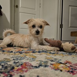 Adopt a dog:Winnie/Cairn Terrier/Female/Baby,Meet Winnie, our gorgeous terrier mix with a scruffy coat and a heart full of love! This sweet little puppy adores attention and is always ready for a fun play session. Despite her small, petite size, Winnie brings a big personality and endless joy to any home. Whether it's cuddling up for some affection or bouncing around with her toys, she's sure to steal your heart. Come meet Winnie and see if she's the perfect fit for your family!