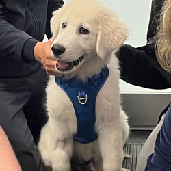 Drax/Maremma Sheepdog/Male/4 Months,Hi, I'm Drax and I am a special little boy who is now on the search for my new forever home! Is that going to be with you? As I am a Maremma I will need a family that understands my breed ad what I was made to do. As a guardian breed I will need a lot of socialisation and ongoing training to make sure that I become a nice well rounded little man. You will need to understand the management I will need in a home due to my breed behaviours. As a young pup I will need solid and secure fencing as well as indoor and outdoor access. I will not be suited to apartment living and will need a large yard to roam in.  It would also be best for me if there was someone home all the time while I am settling in. This will help me feel calm and relaxed throughout my day. I have shown some social behaviours with other dogs but can still show some fear with big boisterous dogs so we will have to make sure if you have a canine, we are the right match. I will to meet all family members on the day of adoption as well to make sure any little and I get along well.  Requirements: If you think that your home is perfect for little Drax, please place an application in at   Love and cuddles from Drax! Xoxo