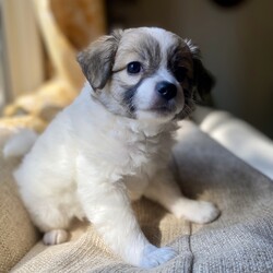 Adopt a dog:Floof/Toy Fox Terrier/Female/Baby,This is one of Harlo's puppies.  Her name is Floof for obvious reasons.  She is the quietest puppy of the litter. Likes to stand back and watch. A bit shy but likes cuddles once more familiar. Plays with all the other dogs, and likes to wrestle for toys. Does good with my small dog. Soft as a cloud.
Energy level: calm
They  have had their first shots and de wormed Because they are just pups, our vet recommends waiting for spay/neuter because it’s the healthier choice.  California law allows them to be adopted out before alteration if it’s under vet recommendation and a deposit that is refunded after proof of alteration is required.   The adoption fee is  $100 and the deposit is an additional $100.