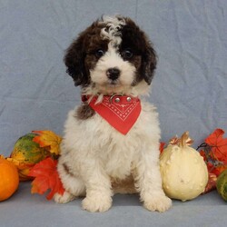 Max/Mini Goldendoodle									Puppy/Male	/7 Weeks