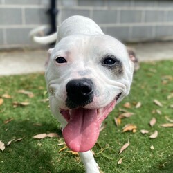 Trixie/Staffordshire Bull Terrier/Female/1 Year 1 Month,My name is Trixie, and I’m a spunky three-legged Staffordshire Bull Terrier with a heart full of love and a tail that never stops wagging. Sure, I may be missing one leg, but don’t worry—that doesn’t slow me down one bit! I’m full of energy, affection, and curiosity, and I’m searching for a forever home where I can share all my joy. I’m a social butterfly and would love to meet all the members of your family before we make any big decisions. It’s super important to me that I get along with everyone who’ll be part of my new life. If you have other dogs, that’s even better! I’m friendly and adaptable, but a proper introduction will help us all start off on the right paw. I dream of a home where I have access to both indoors and outdoors. I’m just as happy lounging on the couch as I am running around the yard or going for walks. Having a space where I can enjoy the best of both worlds would make me so happy! There’s one important thing you should know about me: I’m a palliative care case, which means I have a lifelong condition that needs managing. Don’t worry though—the vets say I’m doing well, and I still have a great quality of life! I just need a family who can understand and care for my needs. If you think we could be the perfect match, come meet me! I’m ready to shower you with all the love and loyalty I’ve got. Let’s see if we’re a match made in heaven! Household restrictions: