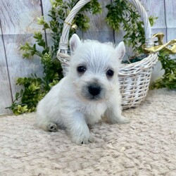 Javon/West Highland Terrier									Puppy/Male	/August 19th, 2024,Meet Javon a spunky little Westie,  He will be vet checked, shots up to date and also microchipped.  he will have his own folder with all his records,  and a quart baggy of food.  Erla Martin License # 18226