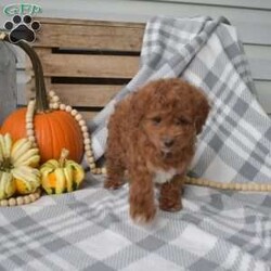 Kibbles-F1BB/Cavapoo									Puppy/Male	/August 12th, 2024,Meet your new BFF, Kibbles! This super spunky F1BB Cavapoo puppy is vet checked & up to date on shots & wormer, plus comes with a health guarantee provided by the breeder! Kibbles is socialized & currently being family raised with children! If you would like more information on this cutie, please contact The Kauffman Family today!