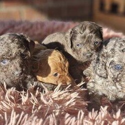 Adopt a dog:Gorgeous f1b Multicolour Cavapoo puppy's/Cavapoo/Mixed Litter/6 weeks,TOTALLY ADORABLE F1b TOY CAVAPOO PUPPYS FROM HEALTH TESTED PARENTS!! FOR SALE TO GOOD HOMES ONLY. THE PUPS ARE BROUGHT UP IN MY HOME WITH MUCH LOVE AND CARE THEY ARE AROUND OTHER DOGS AND ARE VERY WELL SOCIALISED AND HANDLED DAILY . THEY WERE BORN ON 8TH SEPTEMBER AND WILL BE READY FOR THEIR NEW HOMES AT 8 WEEKS OLD ON 3RD NOVEMBER

 I HAVE AVAILABLE

1 X BLACK GIRL £1450*sold*

1 X RED GIRL £ 1450

1 X APRICOT GIRL £1450*sold*

2 X BLUE/GREY GIRLS £1650 . 1 available 

1 X BLUE MERLE BOY £1650

 MUM IS MY BEAUTIFUL RED F1 CAVAPOO GIRL SHE HAS THE MOST PLACID LOVING AND OBEDIENT TEMPERAMENT AND LOVES NOTHING MORE THAN TO BE LOVED AND FUSSED SHE IS HERE TO MEET AND HER SISTER SO PUPS AUNTY SHE HAS BEEN DNA TESTED CLEAR FOR- MACROTHROMBOCYTOPENIA (MTC) MUSCULAR DYSTROPHY DEGENERATIVE MYELOPATHY
EPISODIC FALLING - N/EF
DRY EYE CURLY COAT
rcd4 PRA / LOPRA
prcd PRA
NEONATAL ENCEPHALOPATHY
VON WILLEBRAND DISEASE

DAD IS MY BLACK AND SILVER MERLE TOY POODLE CALLED MARVEL WHO HAS AN EQUALLY LOVING TEMPERAMENT AND IS A GOOD BOY AND VERY WELL BEHAVED HE HAS BEEN DNA TESTED CLEAR FOR- prcd - PRA DEGENERATIVE MYELOPATHY rcd4 PRA/ LOPRA VON WILLEBRAND DISEASE NEONATAL ENCEPHALPATHY


ALL THE PUPPY'S WILL LEAVE WITH THE FOLLOWING CONTRACT OF SALE ( INCLUDES 7 DAYS FOR INDEPENDANT VET HEALTH CHECK! ) VET CHECKED MICROCHIPPED WORMED TO DATE ( DRONTAL SUSPENSION ) FRONTLINED (FLEA PREVENTION ) 4 WEEKS INSURANCE (PETPLAN) COPIES OF MUM AND DAD HEALTH TESTS PUPPY PACK ( FOOD , TOYS , PUP PADS ECT) LIFETIME SUPPORT

VIEWINGS ARE WELCOME FROM 5th OCTOBER AND A DEPOSIT OF £350 (NON REFUNDABLE ) WILL SECURE PUP OF YOUR CHOICE. . I CAN SEND PICS AND WHATSAPP VIDEO DELIVERY MAY BE AVAILBLE PLEASE ENQUIRE.

Thank you for reading my advert and this is some more information about myself as a breeder . I have now been breeding for 17 years and have held a council licence to do this for the past 14 years . I got into breeding dogs as a hobby and absolutely loved it , my first 2 dogs that I bred sadly both passed away last year (2023) aged 17 but i still have their daughter with me and she is now 16 years old and still happy and healthy barring old age ailments!. I was lucky enough or should I say I worked hard enough to be able to be a breeder full time so this is what I do as a full time job ( yes HMRC registered!), and yes it is very hard work but also very rewarding I passed my microchip course in 2009 and also have been ultrasound scanning since 2010 All my dogs are in my home and my pups are born and brought up in my living room with all my pets around them . My home is where the advert says it is in new york Lincolnshire and MUM will always be available to view and say hello to ! All pups will have vet report vaccination card and health test papers of the parents leave with them . microchips are registered to ME which is the LAW for breeders to do! Any potential buyers of my pups should do their research of the breed before contacting me , also make sure the whole family are involved but if bringing children to view the pups please never tell them they can pick a pup , this can lead to one child upset as not a pup they choose , and this should be an adults decision , it is after all the adults responsibility when caring for a puppy .also consider do you have holidays planned ? if you do have you somewhere the pup/dog can stay . Good luck finding your waggy tail new family member An F1B Cavapoo is 75% Poodle and 25% Cavalier King Charles Spaniel which means that it contains a majority of Poodle genetics. The F1B is one of the most popular generations of Cavapoo since they are just one of the most hypoallergenic and nonshedding. The majority of the dog breeders that breed “allergy-friendly” Cavapoos that do not shed and are allergy-friendly are most likely to be an F1B Cavapoo. With an F1B Cavapoo, there are some unique features that you will observe in the dog. F1B Cavapoos will practically always have a wavy or curly coat that is acquired from the Poodle genetics. This indicates that it is extremely unlikely to shed any hair. When a dog doesn’t shed, it usually means they are a lot more hypoallergenic than a dog with a straight coat. This is because curly coats shed less dander in the air. The downside of a nonshedding Cavapoo is that you will have to consistently brush your dog, give them haircuts with pet clippers, or take them to the groomF1B Cavapoos are most likely to acquire the personality and characteristics of a Poodle. It’s most likely that they will have taller legs, have lots of energy, and will require physical exercise. If an F1B Cavapoo doesn’t get regular exercise or mental stimulation, they will usually start chewing things around your house and finding alternate ways to release their energy. F1B Cavapoos additionally obtain a little bit of the health advantages of being Hybrid Vigor. This means that this generation of Cavapoo is likely to be much healthier than the full-blooded parent dogs. An F1B is technically the “2nd” generation Cavapoo so it does not get the full characteristics of Hybrid Vitality. With each passing generation, the amount of hybrid vitality drops. F1B Cavapoo Qualities Coat type: Wavy or curly like a Poodle. Non-shedding: Usually have a non-shedding coat. Hypoallergenic: Almost always hypoallergenic. Hybrid Vigor: Yes, yet not as much as an F1 Cavapoo .