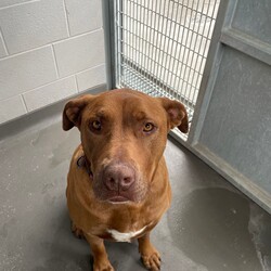 Adopt a dog:Honey/American Staffordshire Terrier/Female/4 Years 2 Months,Hi there! I'm Honey, a 4-year-old American Staffy with a heart full of love and a few quirks that make me special. I'm a big, beautiful girl who’s looking for a home where I can truly shine. I’m quite nervous with storms, fireworks, and loud noises, so I need an experienced owner who understands how to help me feel safe and secure. Providing a safe space like a crate or hiding spot would be perfect for me to feel safe during these events. I also need someone who’s home more often than not, as don't necessarily enjoy being left alone at home and do best with a bit of company. I’m a playful and spirited girl, but I do need to be the only pet in the home. While I enjoy interacting with other dogs, I can be selective. I’m not a fan of bouncy/jumpy dogs that jump all over me, so it’s important that my new family is attentive to my signals and makes sure introductions are done slowly and thoughtfully. Ideally, I'd love a calm and social dog buddy who can read my cues and get along with me. I must admit, I have a preference for a home without cats or pocket pets, as I’ve been known to chase them. I also need a home with access to outdoor spaces since I was previously kept outdoors when left alone, and I prefer having a bit of space to explore and relax. In terms of daily care, I’ll need plenty of physical and mental enrichment to keep me happy and healthy. Regular walks, engaging toys, and interactive playtime are a must. While I’m not overly comfortable with too much pats, I would prefer no children under 12, I’m a loving companion who will thrive in a home where I feel understood and respected. If you’re an experienced owner who can offer me a loving, calm environment and is willing to give me the space and understanding I need, I can’t wait to become a cherished member of your family! Lots of love, Honey xx -Experienced owner -Must meet all children -Must meet all dogs -No cats/pocket pets -Must have outdoor access -Free vet consult