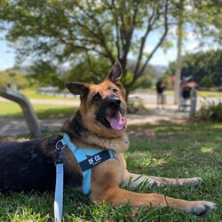 Cola/German Shepherd Dog/Female/5 Years 3 Months,Hello there! My name is Cola, I’m a 5 year old German Shepherd on the lookout for my furever home. Will it be with you? I’m a loving and gentle giant, but I can be a bit shy and sensitive. I’m looking for a special home where I can truly thrive. I’d be happiest in a household without children under 6 years old, as I need someone who understands my need for space and can approach me slowly and gently. I’m a breed that requires a lot of mental and physical stimulation, so an experienced owner who knows the ins and outs of German Shepherds is important.  I also prefer to be the only dog in the home since I can be reactive towards other dogs. Ongoing training is important for me, as I’m still building my confidence and need help managing my nervousness and touch sensitivity. A person who can offer consistent training and support will be ideal. Additionally, I do best in a home where someone is around more often than not, as I’ve shown some stress when left alone for extended periods. If you’re someone who can provide a calm and understanding environment, and you’re willing to invest in helping me become the best version of myself, I think we could be a great match. I’m excited to meet you and start our journey together! I really hope you'll be a match with me! Lots of love, Cola xx