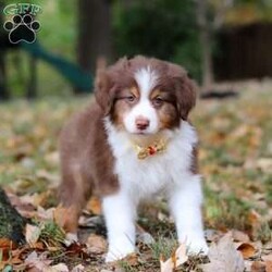 Landon/Australian Shepherd									Puppy/Male	/9 Weeks,Meet this darling little Australian Shepherd named Landon! This Australian Shepherd puppy is simply irresistible! With his fluffy coat and soft, round face and also his bright, curious eyes reflect the intelligence and playful spirit this breed is known for. Australian Shepherds are loyal, energetic, and always eager to explore, making them perfect companions for active families. Whether he's romping through the autumn leaves or cuddling by your side, this little pup is sure to fill your home with love, joy, and boundless energy!