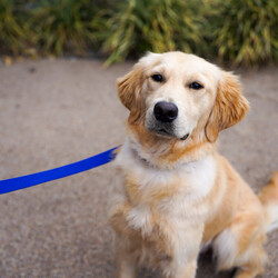 Adopt a dog:Arlo/Golden Retriever/Male/2 Years 3 Months,Howdy, I'm Arlo I'm a sweet little chickadee looking for my forever home, could that be with you? I enjoy the company of other dogs, in foster at the moment I have a doggy friend and I prefer to hang out with him. If you have a resident doggo bring them in to meet me to make sure we are a good match. I can go home with kids too, my foster mum says I am calm and gentle with the children in my foster home. I have access to the house and the yard in my foster home and I enjoy spending time in both with my doggo friend but I am more of a homebody and not a fan of being outside alone. I still need a bit of help with toilet training too but I'm getting better everyday. I'm on special medication too, it's very important seizure prevention medication and my new family will need to make sure I get it when I'm supposed to. You can speak to one of our vets for more info. I am currently hanging out in a lovely foster home while I wait for my new family.  -Vet consult prior to adoption -Must meet all children -Must meet all dogs -Indoor/outdoor acce