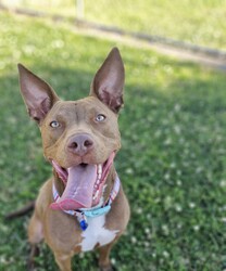 Cardinal/Staffordshire Bull Terrier / Australian Kelpie/Male/1 Year 6 Months,Hey there, I'm Cardinal! I'm a very handsome young man who is searching for my new home where I can be treated like the prince I am while I learn all there is to know about life! Daily exercise with my new family would be great and any kids in the home need to be confident around dogs. I will thrive in a home where I have plenty of choice when interacting. I don't like being overhandled and of course, adult family members will need to monitor interactions with any children for a little while when I first get home. I really enjoy having something to do! I love snuffle and licki mats, these will keep me entertained if you ever need to leave me for a short time. Also, having my toys on a rotation will help to keep me interested in them! I will need some training, so my new owner needs to be prepared to put a bit of effort into my training, partner up with a positive reinforcement trainer to gain some good skills and tips! My backyard needs to be secure with somewhere I can escape to out of the weather – speaking of – I do tend to get a little worried during thunderstorms so please keep me nice and contained safely within your home during these spooky events!  Anyway, I think that's all I need for now! I hope to start my new adventure soon! 