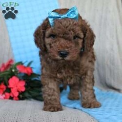 Braden/Mini Goldendoodle									Puppy/Male	/6 Weeks,Looking for a lovable Mini Goldendoodle baby with a gentle heart and playful spirit? You need to meed Braden! This little cutie is up to date on shorts and dewormer and vet checked! The mother Betty is a Mini Goldendoodle and the father Reno is a Mini Poodle. If you are searching for a well socialized puppy to snuggle and love contact us today!