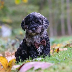 Arthur/Cockapoo									Puppy/Male	/6 Weeks,Meet Arthur, a sweet and playful Cockapoo with a heart full of love! His soft, wavy coat is perfect for snuggles, and his gentle nature makes him an ideal companion for any family. He loves to play, explore, and cuddle up after a fun-filled day. With his cheerful personality and affectionate demeanor, he’ll bring joy to an ordinary day. He is receiving lots of attention and care, ensuring he’s not only well-socialized but also incredibly loving and adaptable. His early experiences will help him develop into a confident and playful pup!