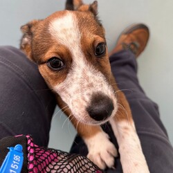 Adopt a dog:Dolly/Australian Cattle Dog / Australian Kelpie/Female/2 Months,Hi there, I'm Dolly! I'm a young, energetic Australian Cattle Dog. That means I'm full of life and ready for an active home where I can run and play. I would love a family who understands my breed and can help me channel my energy positively. I'm a social butterfly and get along with other dogs very well. I'd be thrilled to have a fur-sibling to romp around with! As for training, I'm a smart girl, so I need daily mental stimulation to keep me happy and content. I'm eager to learn all about life and would thrive with someone who has experience training dogs like me. I promise to be a quick learner! I'm looking for a family with older kids (12 years and up) who can handle my high energy levels. It would be great if my new family has average work hours, so I'm not left alone for too long. I haven't lived with other animals before, but I'm open to trying new things. In the end, what I crave most is love, companionship, and a place to call home. Will you be my forever family? Requirements: