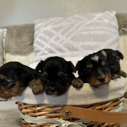 yorkshire terrier pupies/yorkshire terrier/Mixed Litter/4 weeks,we are pleased to announce our family pet tiny has had a beautiful litter of 4 puppies, 3 girls and 1 boy on 15th september, 

mum is our much loved family pet she has the most wonderful temprement, 
dad is a friends stud dog again with the upmost wonderful temperament, 

puppies are being reared in a family home with children, they will be well socialised and use to all household noises, 

puppies will be ready to leave at 8 weeks of age ( 10th november)  they will leave microchipped and vet checked, along with a puppy pack including mums scented blanket.