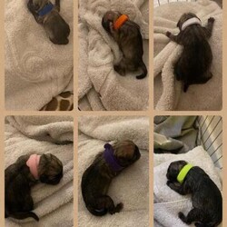 Stunning pug puppies looking for their forever home./Pug/Mixed Litter/5 weeks,We have 4 beautiful babies looking for their new homes. Pups will be ready to leave 11/11/24. All currently feeding well. Mum is our beautiful girl Nellie who is sable and Dad is our stunning boy Dexter who is a platinum pink pug, making all this litter carriers of the pink gene. We have 4 boys and 2 girls.
2x choc sable boys
1x blue sable boy
1x sable girl

I’ll be happy to FaceTime anytime to have updates on puppies and regular photos and videos will be sent of your chosen puppy.
Pups will come with:
Up to date with flea and worm treatment.
Life time support.
A generous puppy pack.
Microchip
A health check with a vet before leaving.
4 weeks puppy insurance.
Food.
And a blanket with mums scent on.
A WhatsApp group for new puppy owners to share updates etc.
£200 to secure puppy.