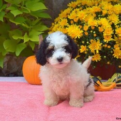 Twinkle/Mini Bernedoodle									Puppy/Female	/August 9th, 2024,Meet Twinkle! This cheerful F1B Mini Bernedoodle puppy is vet checked & up to date on shots & wormer, plus comes with a health guarantee provided by the breeder! Twinkle is socialized & currently being family raised with children! If you would like more information on this cutie, please contact David & Anna Riehl today!