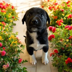 Adopt a dog:Pong/Mixed Breed/Male/Baby,THE FOLLOWING PET IS BEING FOSTERED NEAR FORT COLLINS, CO!

Meet Pong, one of the 9 playful Platoon Litter puppies at our rescue! Born on September 10th, Pong and his siblings were rescued from a homeless camp where they were being given away as tiny bottle babies. Now thriving in his foster home in Fort Collins, CO, Pong is ready to find his forever family.

Pong is a bundle of playful energy, always on the move and eager to explore the world around him. Whether he’s chasing after his favorite toys, running around with his siblings, or discovering new adventures, Pong’s curious and lively personality shines through. He loves toys and can spend hours playing and having fun, making him the perfect match for an active family who’s ready to join in on the excitement.

Pong is looking for a home that can keep up with his playful spirit, give him plenty of attention, and guide him as he grows. If you’re looking for an adventurous, toy-loving pup to bring joy and fun to your life, Pong might just be the perfect fit! Are you ready to welcome him into your family?

OUR DOGS ARE FOSTERED IN TEXAS OR COLORADO BUT AVAILABLE FOR ADOPTION AND TRANSPORT OUT OF STATE. Read below for more information.

All of our dogs are located in a foster home in Texas or Colorado. Our dogs are transported to a predetermined location agreed upon by the rescue. The adoption contract and fee are finalized prior to transport. As a Mutts N Such direct adoption, the adoption interview/meet and greet occurs on video call (Skype, FB Messenger call, Facetime, etc).

Our out of state adoption fee is $350 plus transport (varies by location). This fee includes all current vaccinations, deworming, a registered microchip, fecal analysis, spay/neuter for pets 6 months & older, and a heartworm test if over 6 months old. All dogs will be current on flea/heartworm prevention. A health exam will be completed and a certificate issued by a veterinarian within 10 days. If you are interested in adopting, please complete our application:

https://petstablished.com/adoption_form/57167/generic

Note: MNS reserves the right to deny any application that is deemed unsuitable for the animal. Please be aware that our animal adoptions are NOT on a first come- first serve basis. Our sole purpose is to find the best possible home for the animals that fall under our care.