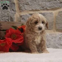 Holly/Cavapoo									Puppy/Female	/August 23rd, 2024,Hey!I’m Holly,a adorable pup who can’t wait to become a cherished member of your family. I’m vet checked and up to date on shots and dewormer ensuring you that I’m well prepared for my new home.