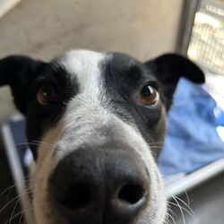 Nelly/Australian Kelpie / Staffordshire Bull Terrier/Female/9 Years 2 Months,Hi there! My name is Nelly, and I’m a lovely senior Kelpie cross looking for a special forever home. I’m a bit of a delicate flower, so I need someone with experience to help me feel safe and secure. I’m a sweet girl with a kind heart, but I do have some quirks. When I first meet new people, I can be a bit nervous and might show signs of being uncomfortable. I try to appease and make everyone happy, so it’s really important that my new family understands how to approach me gently and read my signs of discomfort. On walks, I can get overwhelmed and sometimes I’ll freeze up. It’s getting better, but I still need someone who can manage my reactions and help me feel more at ease. I’m not the best fit for a household with young kids—children under 12 might be a bit too much for me. Older kids who understand the importance of a hands-off approach would be a great match, as I prefer a bit of space and calm. I’ll need to meet everyone in the household before going home with you to make sure I feel comfortable with everyone. A quieter, calmer home environment is ideal for me, as I can get overwhelmed by high traffic and noisy surroundings. Busy shelters and bustling neighborhoods can be too much, so a more peaceful setting will help me thrive. I came in with another dog, and I did really well with him, so meeting other dogs should be fine. I mostly ignore other dogs on walks, but it’s always good to make sure we’re all getting along. If you think you’re the right person to help me live my best life, I’d love to meet you and see if we’re a good match! Thanks for considering me—I’m looking forward to finding my forever home with someone who understands and values my gentle nature. Requirements: